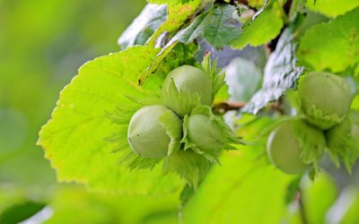 Enfermedades a la madera en avellano europeo serían un peligro latente en huertos del país