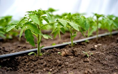Esta semana comenzará la XII versión del Diploma Internacional en Fertirrigación de Agronomía UdeC