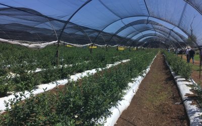 Agronomía UdeC tendrá activa participación en Congreso Mundial sobre plástico en agricultura