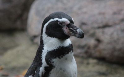 Investigan influencia del pingüino de Humboldt sobre presencia de elementos de tierras raras en suelos donde anidan estas especies
