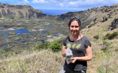 Importantes avances en la recuperación del árbol toromiro en Rapa Nui