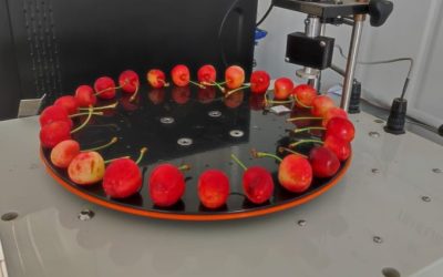 Investigadores de Agronomía UdeC comienzan evaluación de las primeras cosechas de cerezas ‘Corazón de Paloma’ de Quillón