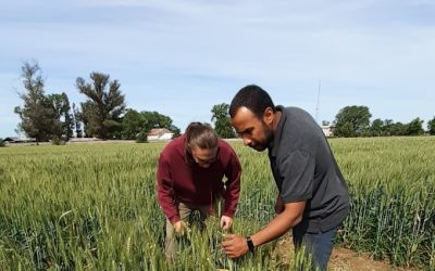 Agronomía UdeC busca medir la eficiencia del uso de nitrógeno en el trigo harinero