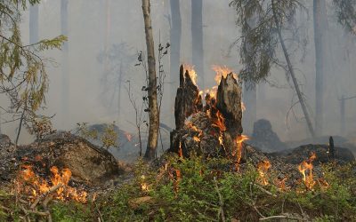 Agronomía UdeC abordará en seminario las herramientas de manejo técnico de agroecosistemas afectados por incendios