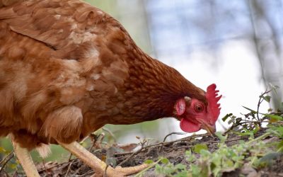 Consumo y manipulación de pollo y de otras aves de corral no implica ningún riesgo de gripe aviar para las personas