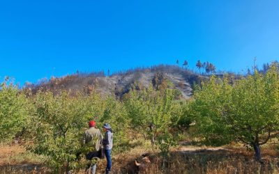Investigadores UdeC realizan diagnóstico de cerezos ‘Corazón de Paloma’ para identificar impacto de los incendios forestales