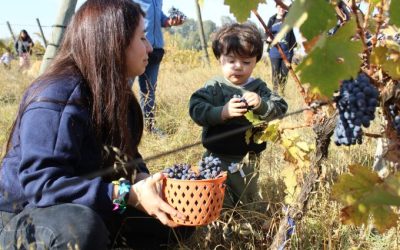 “Pequeñitos UdeC” vivieron ‘Fiesta de la Vendimia’ en Agronomía Campus Chillán
