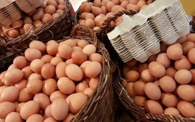 Continúan investigaciones para disminuir el colesterol del huevo a través de su alimentación