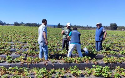 Experto español se suma a investigaciones que realiza Agronomía UdeC sobre impacto de los microplásticos en suelos