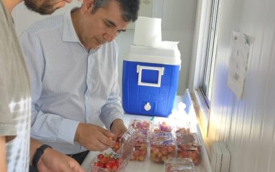 Expertos de Agronomía UdeC continúan trabajando para rescatar la cereza Corazón de Paloma