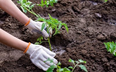 Cultivos de hortalizas: Planifica la siembra para esta primavera-verano