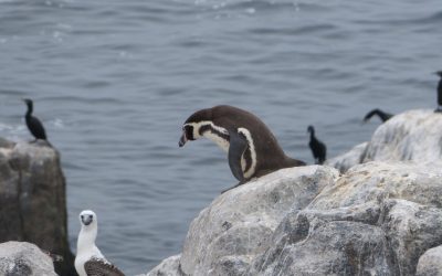 Especialistas de la Universidad de Concepción advierten que ciertos contaminantes ambientales podrían estar relacionados con peligro de extinción del Pingüino de Humboldt