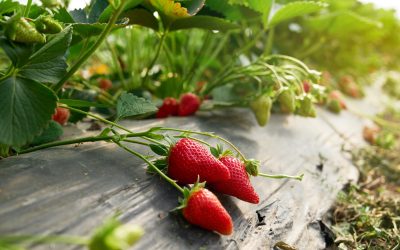 Innovador estudio busca analizar la silenciosa contaminación por microplásticos en suelos agrícolas de Ñuble