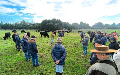 Agronomía UdeC asesoró a productores bovinos del SAT Bulnes en una jornada de campo sobre ganadería regenerativa