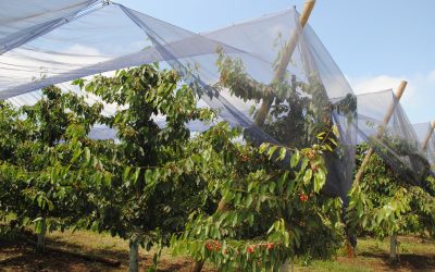 Agronomía UdeC presenta claves para la sostenibilidad frutícola frente a la crisis climática y lanza libros para el manejo de huertos protegidos